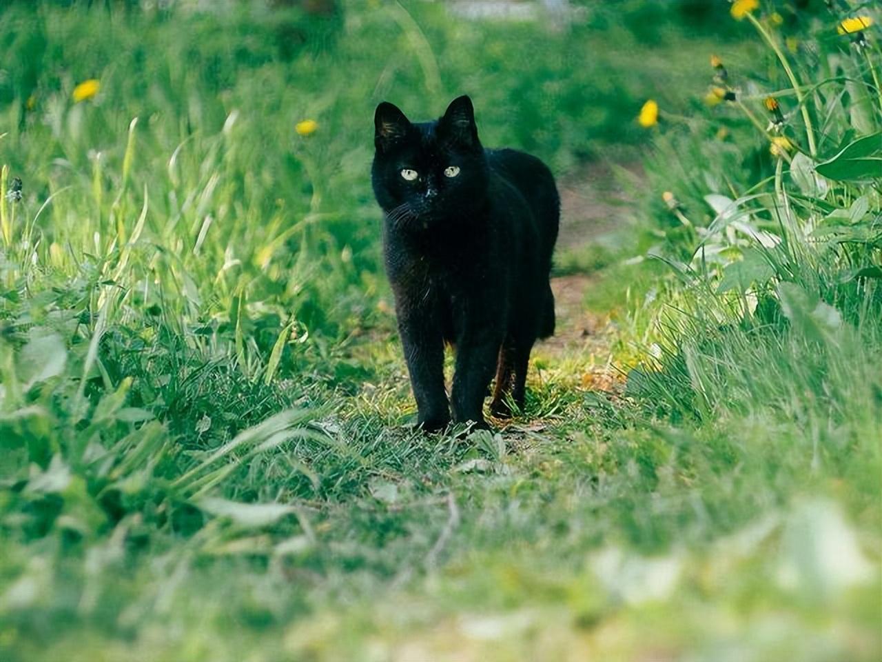自家养的黑色加菲猫公猫 - 宠物交易 - 桂林分类信息 桂林二手市场