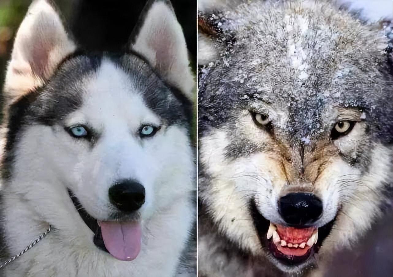 请问照片中这动物是狼还是狗？还是狼和狗的混血？ - 知乎
